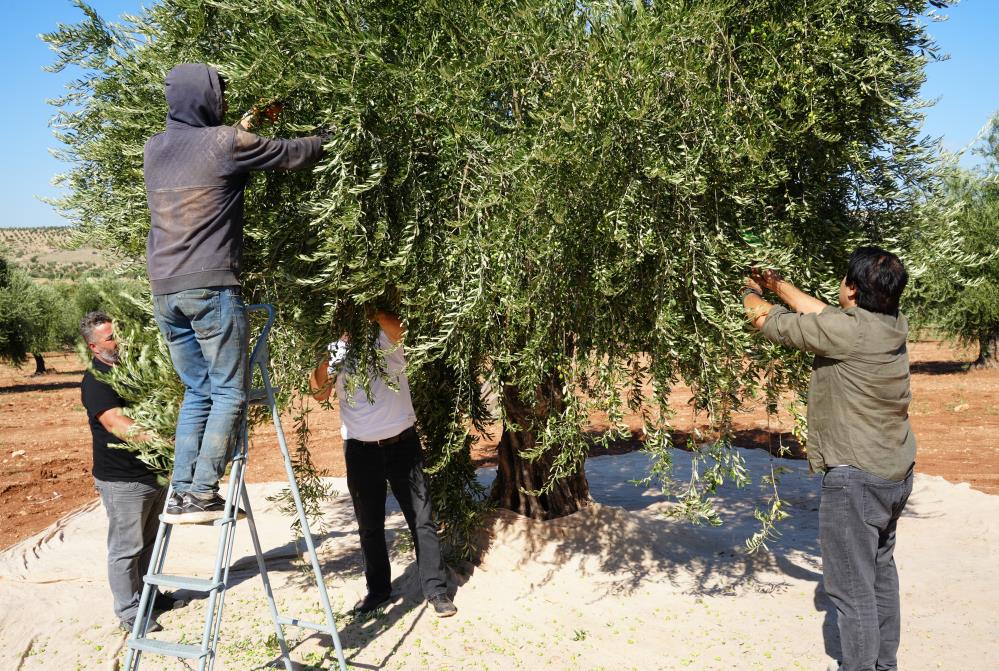 Zeytinde Erken Hasat Ve Soğuk Sıkım Dönemi 7