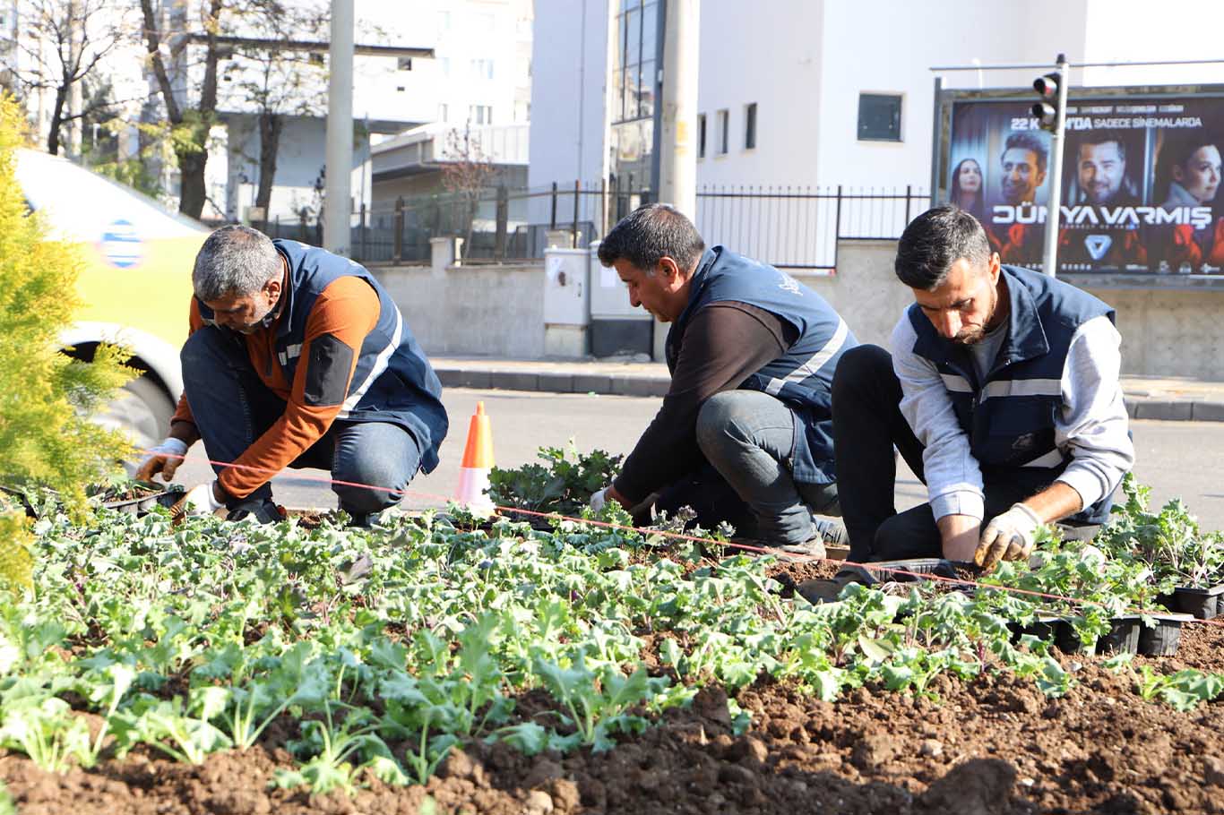 Diyarbakır’da 1 Milyon 30 Bin Kışlık Çiçek Toprakla Buluşuyor 1