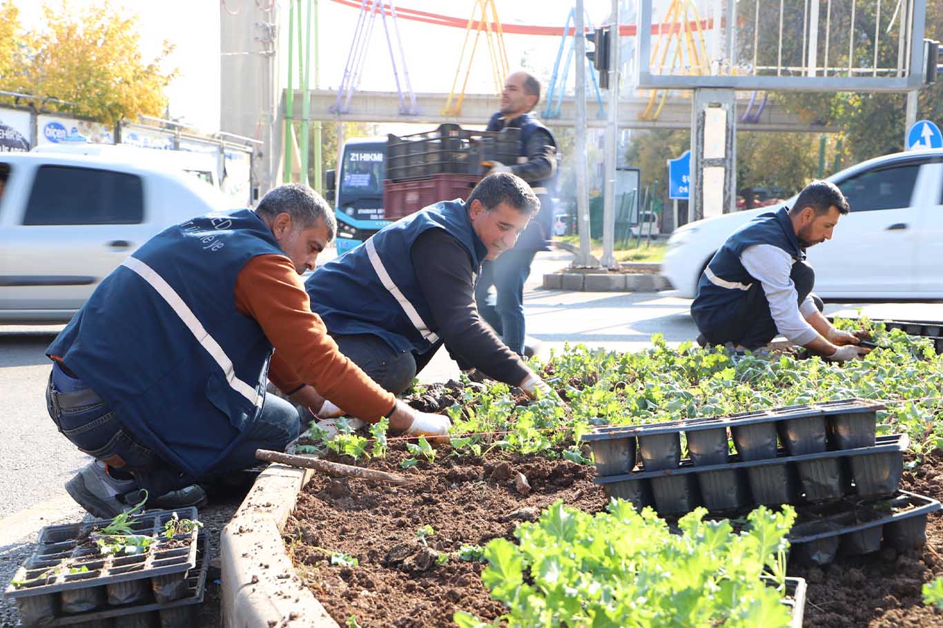 Diyarbakır’da 1 Milyon 30 Bin Kışlık Çiçek Toprakla Buluşuyor 4