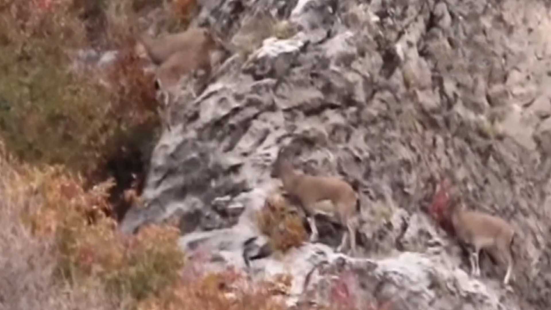 Diyarbakır’da Çok Sayıda Dağ Keçisi Görüntülendi 2