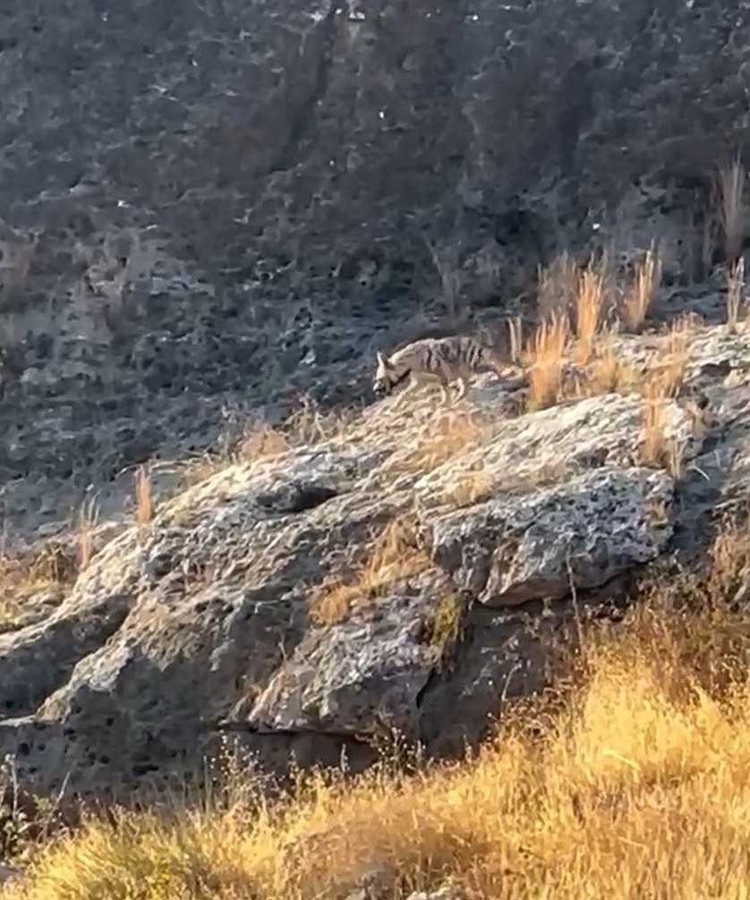 Fırat Nehri Çevresinde Çizgili Sırtlan Görüldü 1