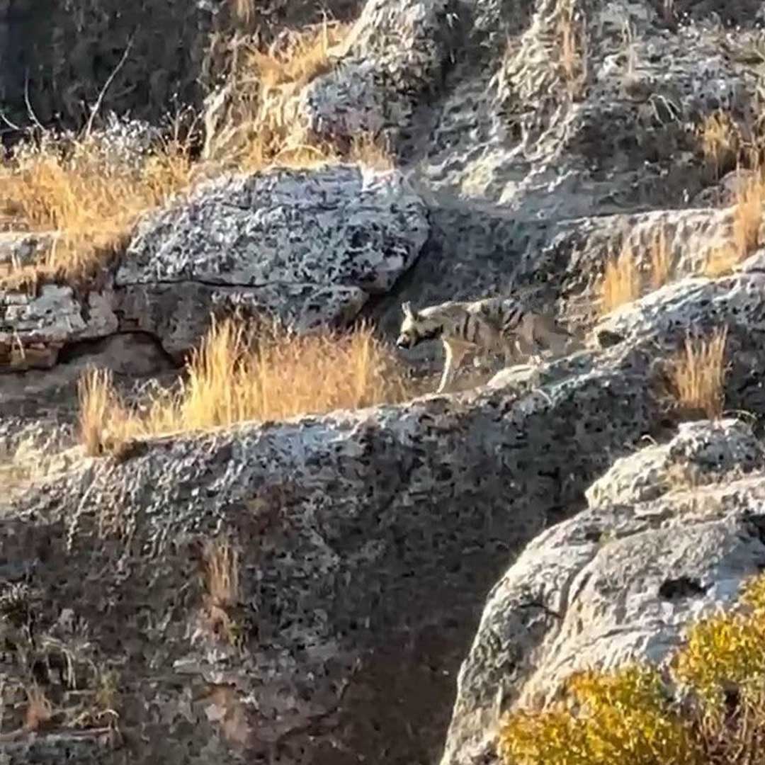 Fırat Nehri Çevresinde Çizgili Sırtlan Görüldü 2