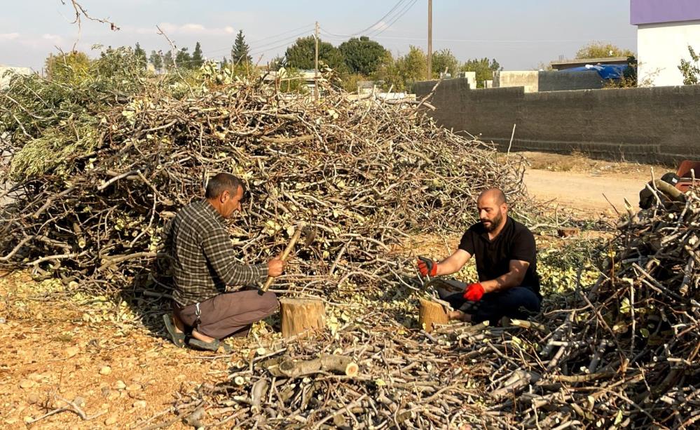 Fıstığın Budanan Dalları Yakacak Olarak Kullanılıyor 1