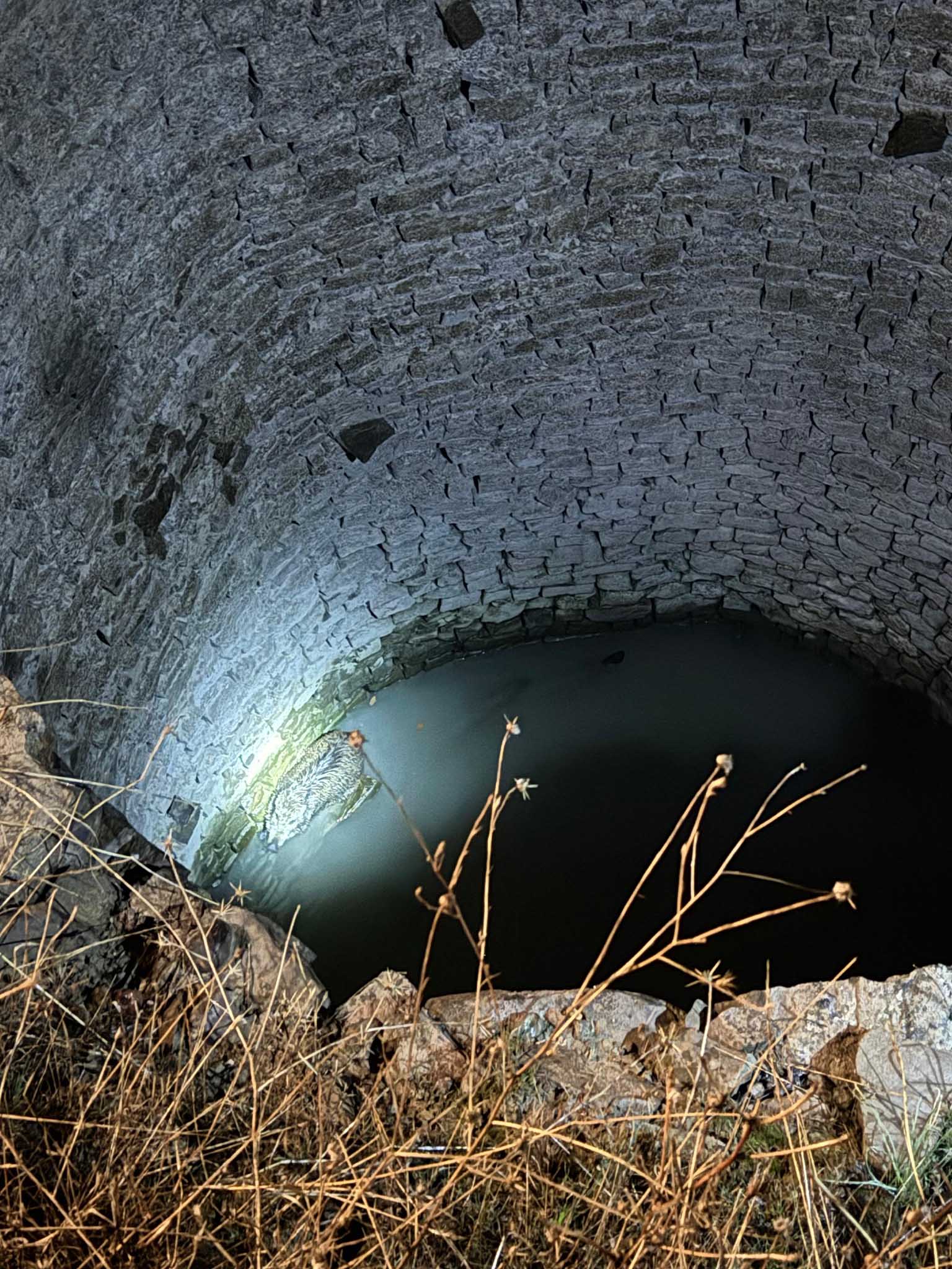 Kuyuya Düşen Yaban Domuzu Kurtarıldı 4