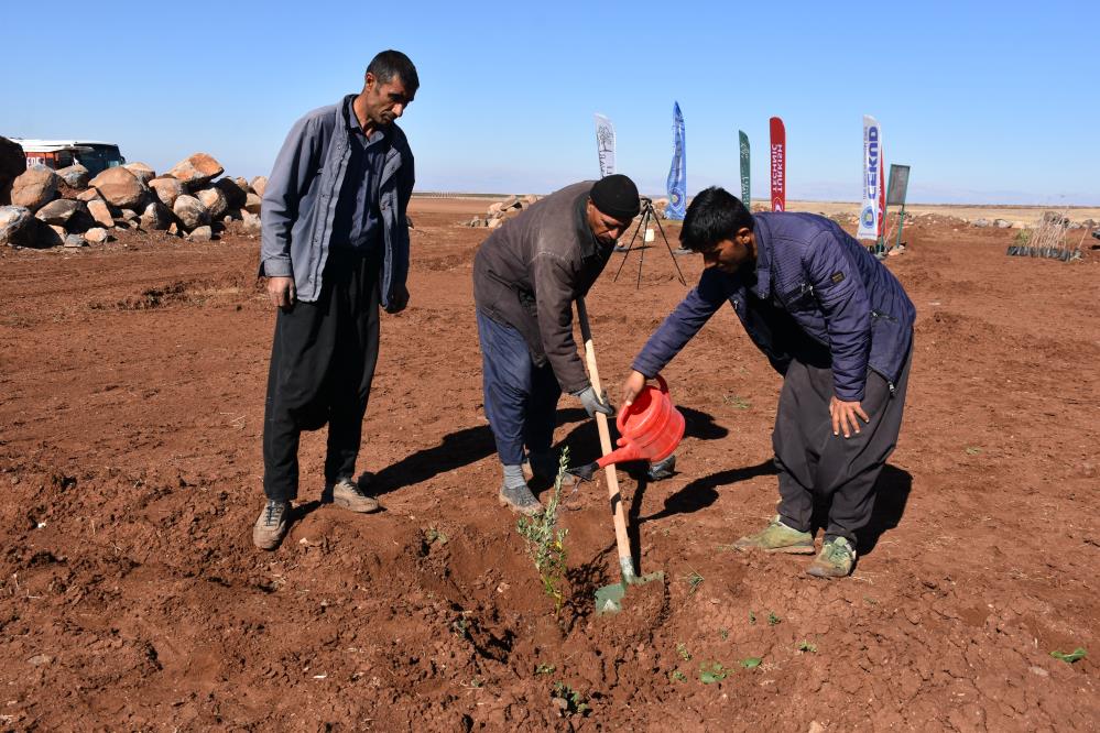 Şanlıurfa’da 12 Bin Meyve Fidanı Toprakla Buluştu 1