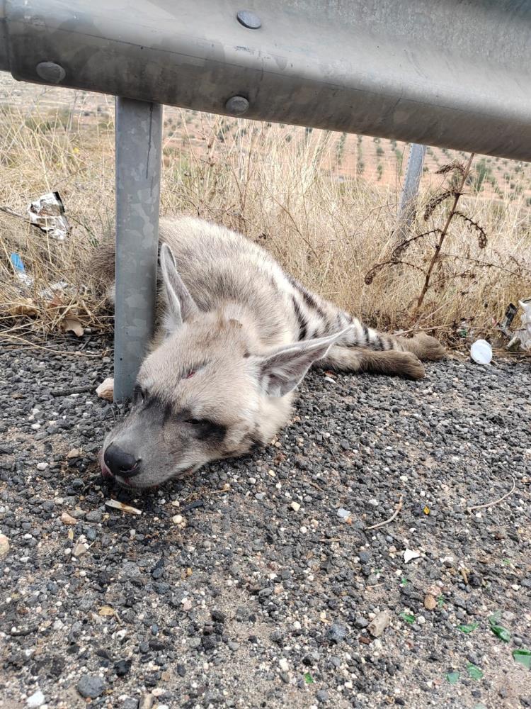 Şanlıurfa'da Aracın Çarptığı Çizgili Sırtlan Öldü 1