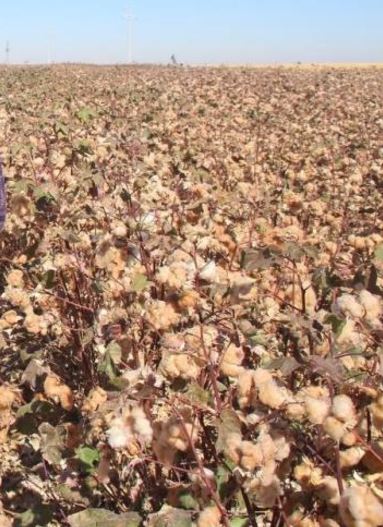 Şanlıurfa’da Doğal Renkli Pamuğun Hasadı Başladı 1