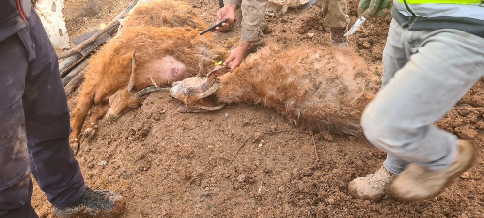 Siirt’te Ahırın Tavanı Çöktü, 3 Küçükbaş Kurtarılamadı