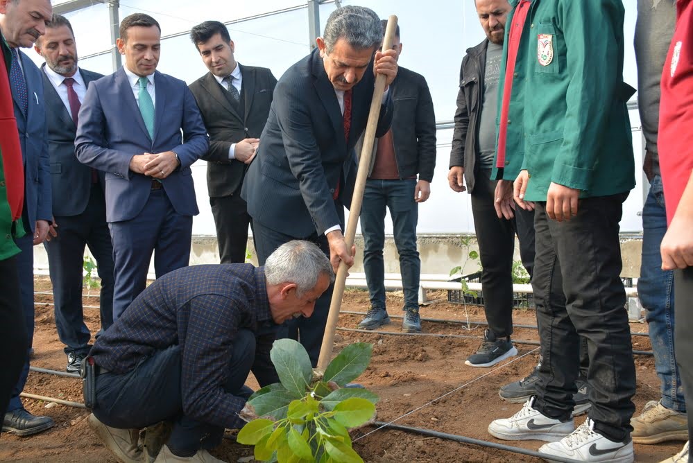 Şırnak'ta Avokado, Pepino, Çarkıfelek Ve Papaya Meyvelerinin Fideleri Dikildi 1