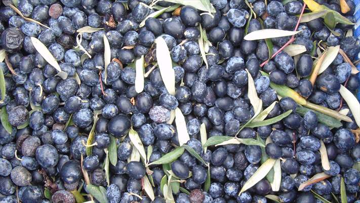 20 Bin Dekarlık Alanda Zeytin Hasadı 1