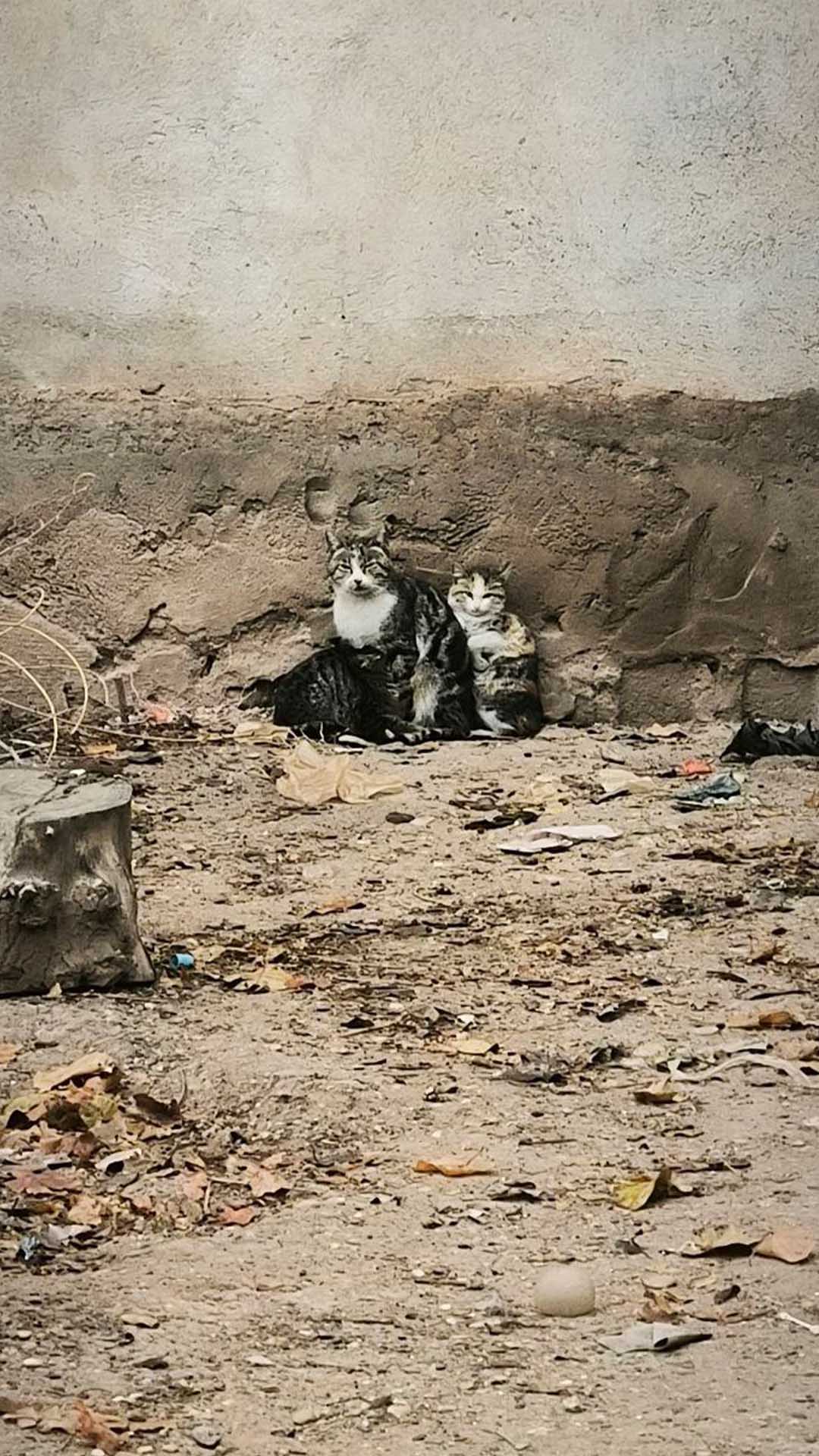 Bismil’de Yoğun Sis, Etkisini Sürdürüyor 3