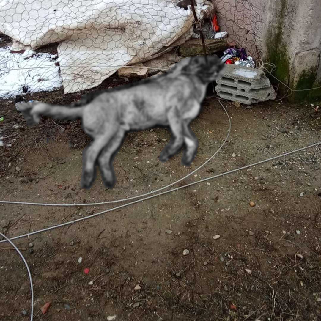 Diyarbakır’da Ihmal, Can Kaybına Neden Oldu 1