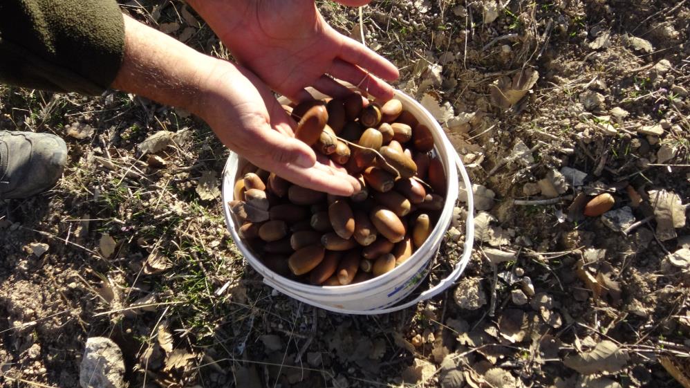 Doğunun Kışın Vazgeçilmez Lezzeti Meşe Palamudu 1