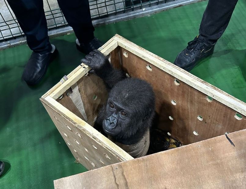 İstanbul Havalimanı'nda Goril Yavrusu Yakalandı 1