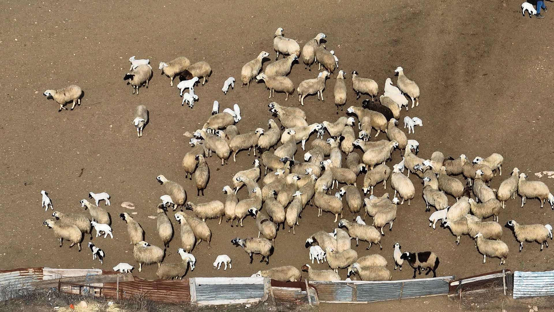 114 Hayvanın Öldüğü Ilçede 30 Gün Karantinaya Alındı Giriş Çıkışlar Kapatıldı 1