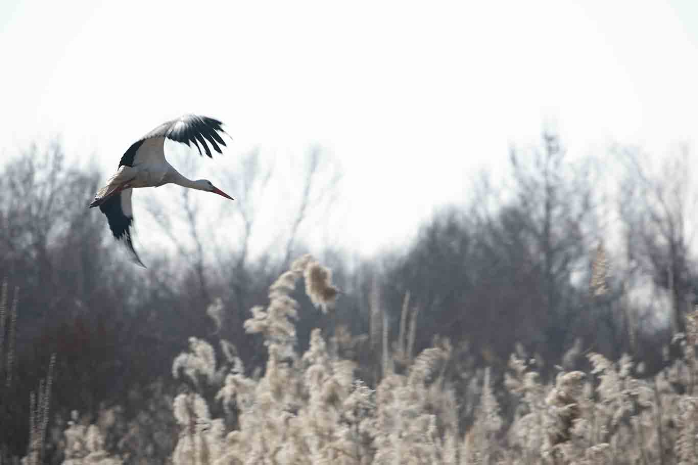 Dicle Nehri Havzası, Göçmen Kuşların Yeni Kışlağı Oldu 2