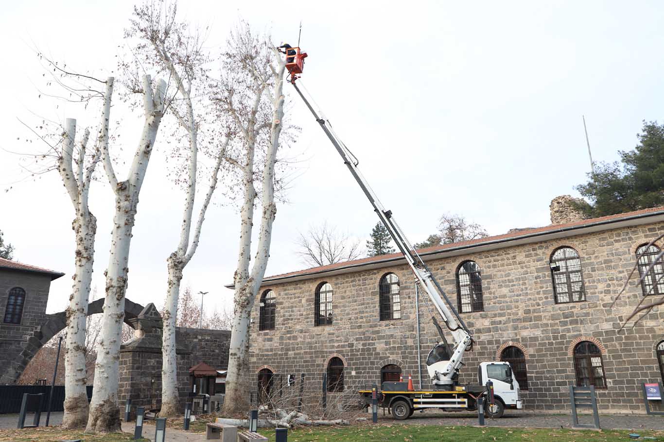 Diyarbakır'da 25 Bin Ağaç Budandı; Odunlar Ihtiyaç Sahiplerine Verildi 4