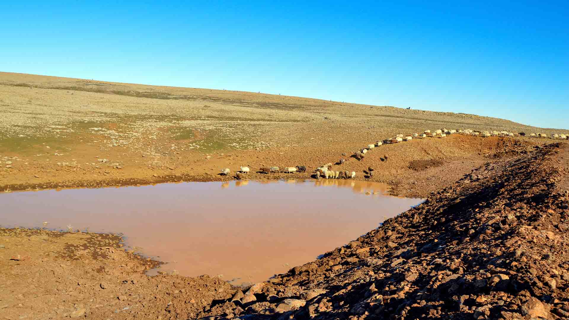 Diyarbakır’da 7 Bin Hayvanın Içme Suyu Ihtiyacı Için Gölet Yapıldı 2