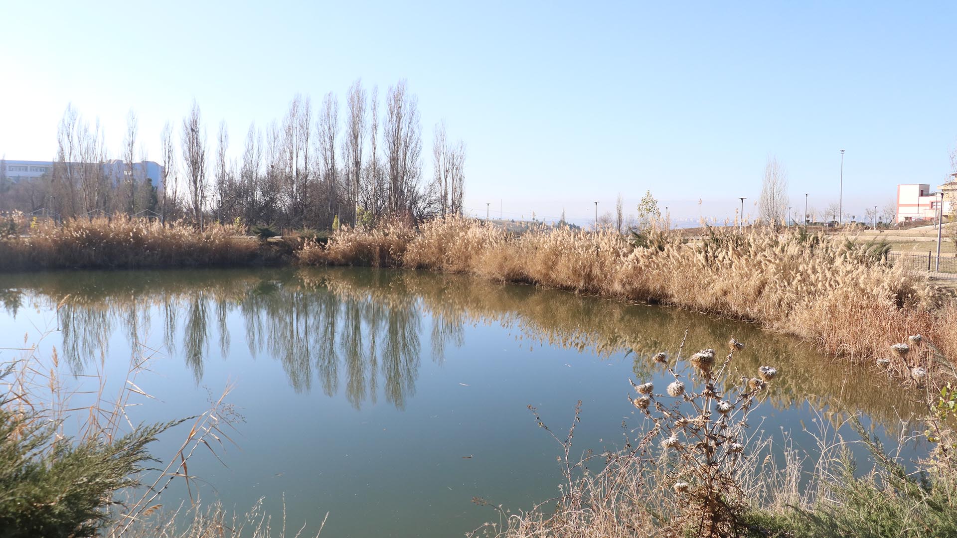 Diyarbakır’da 'Kahverengi Sıçan' Görüntülendi2