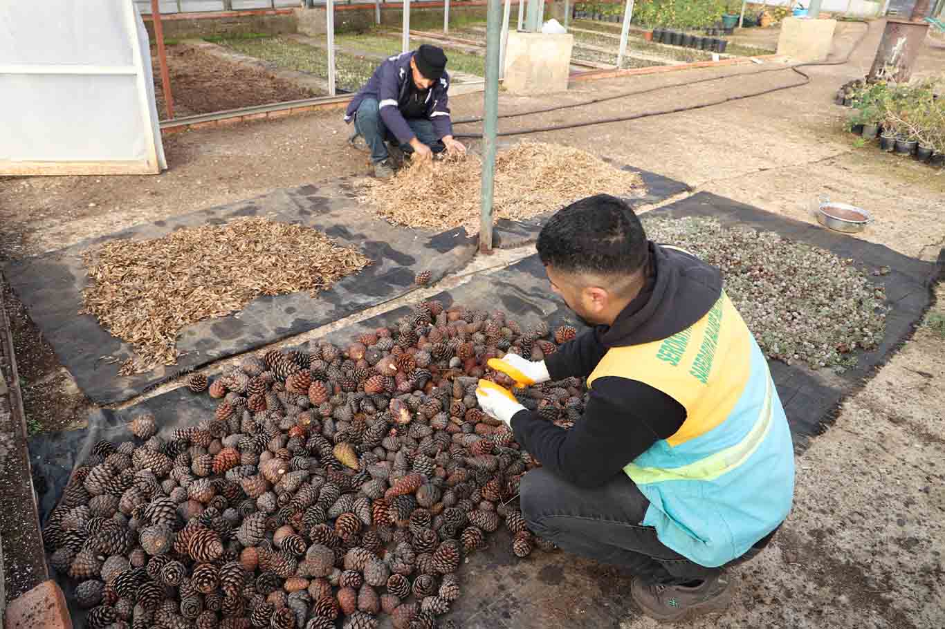 Diyarbakır’da Kozalaklar Fidanlara Dönüşüyor 2