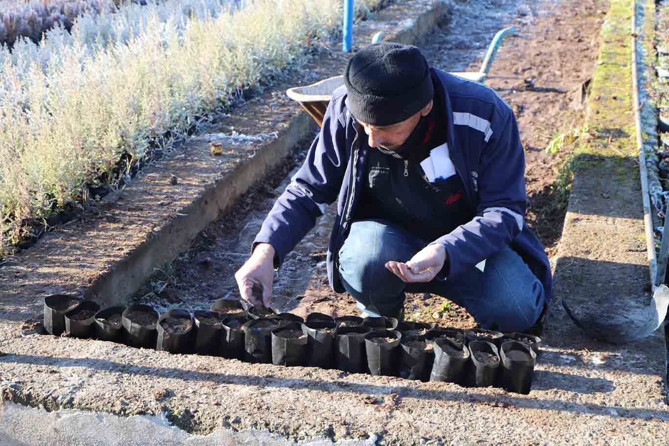 Diyarbakır’da Kozalaklar Fidanlara Dönüşüyor 4