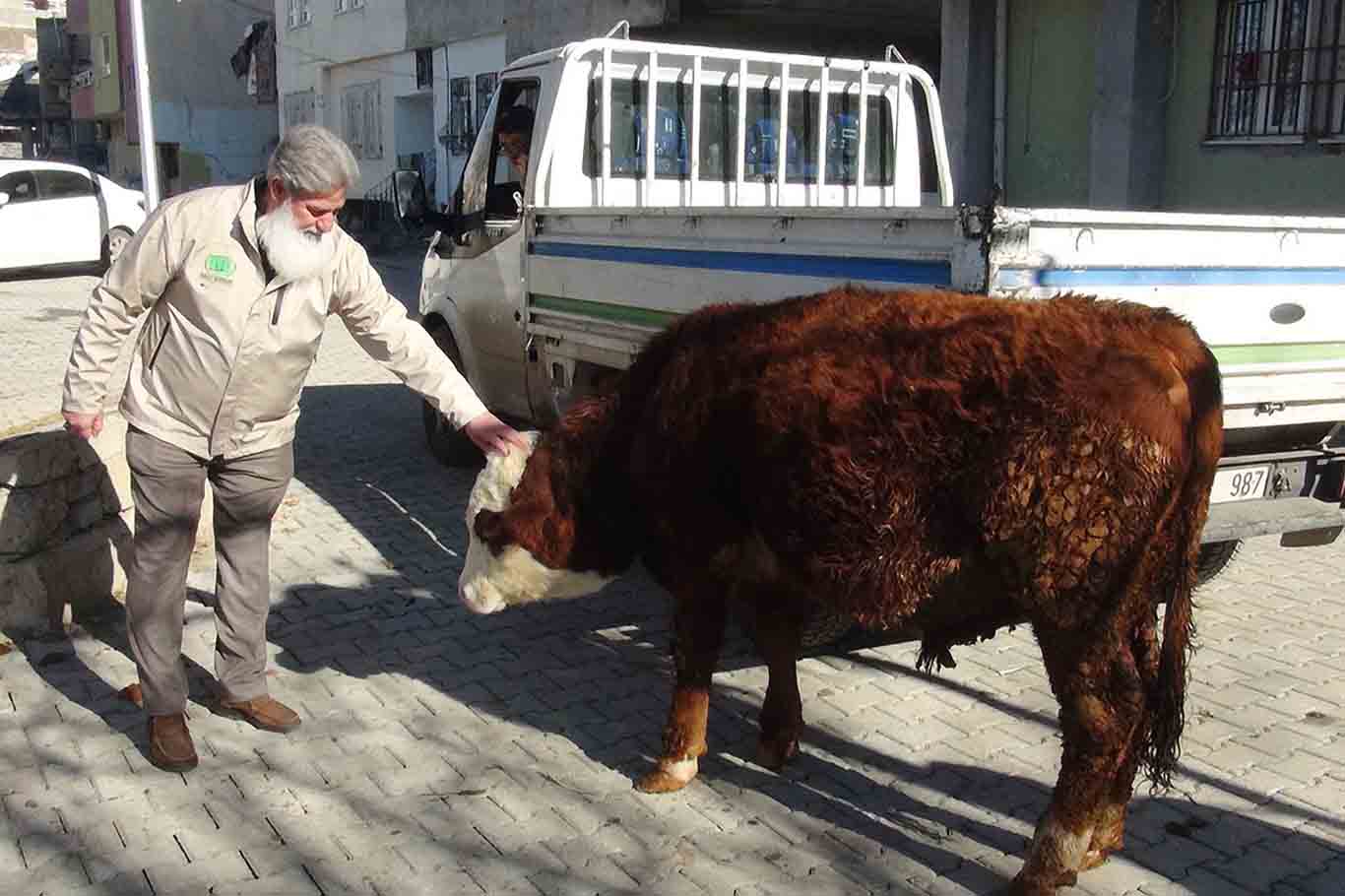 Hayırsever Kadın, Geçimini Sağlamak Için Beslediği Danayı Gazze Için Bağışladı 1