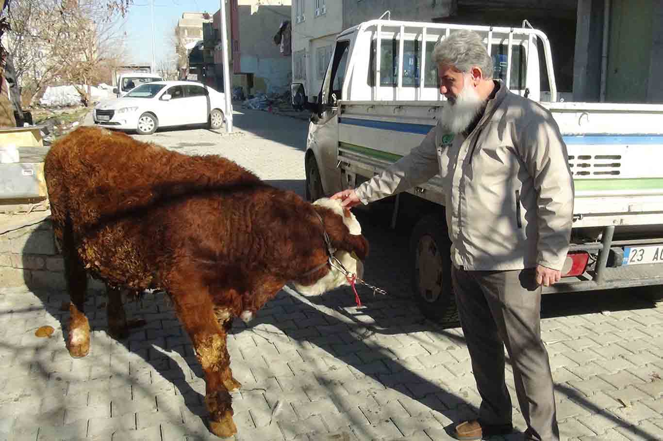 Hayırsever Kadın, Geçimini Sağlamak Için Beslediği Danayı Gazze Için Bağışladı 2