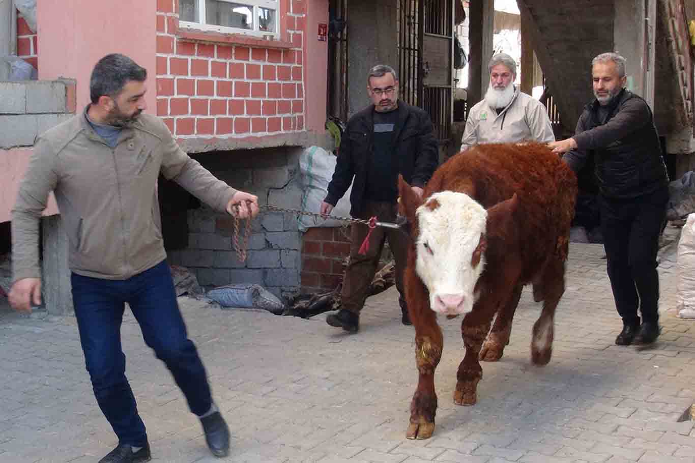 Hayırsever Kadın, Geçimini Sağlamak Için Beslediği Danayı Gazze Için Bağışladı 3