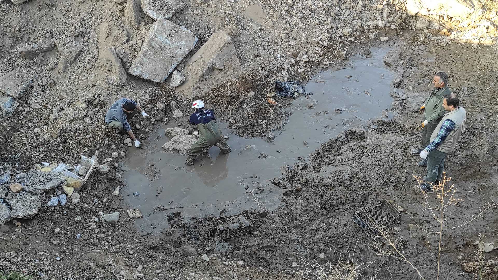 Çamurda Mahsur Kalan 240 Kaplumbağa Kurtarıldı 5