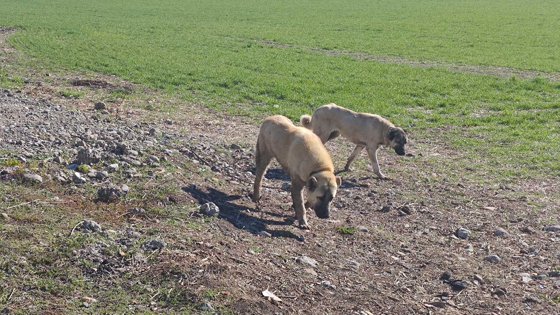 Diyarbakır’da 77 Yaşındaki Alzheimer Hastası Köpekler Tarafından Adeta Parçalandı 3