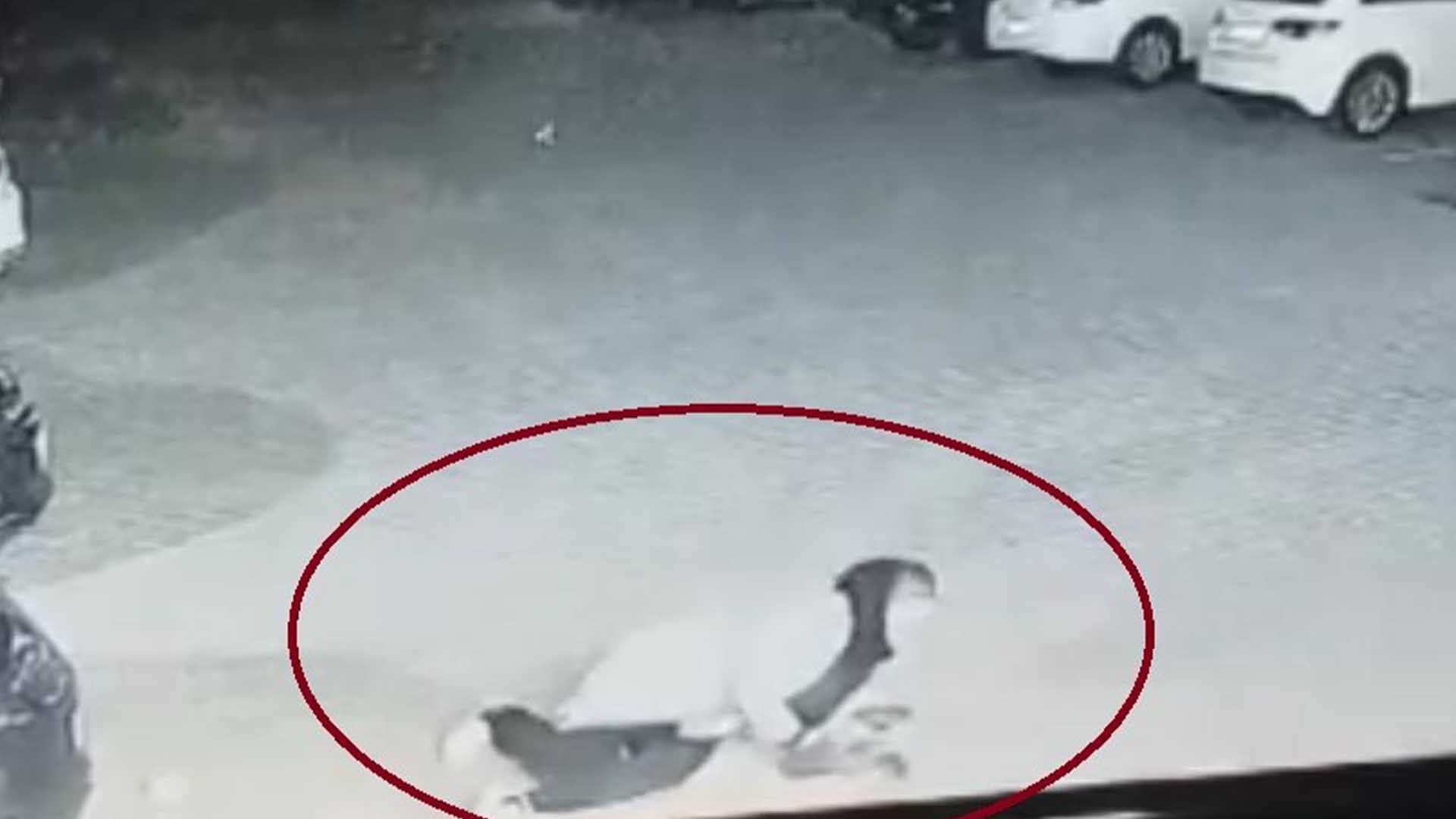 Diyarbakır’da Sokak Köpeği 3 Kişiyi Yaraladı 2