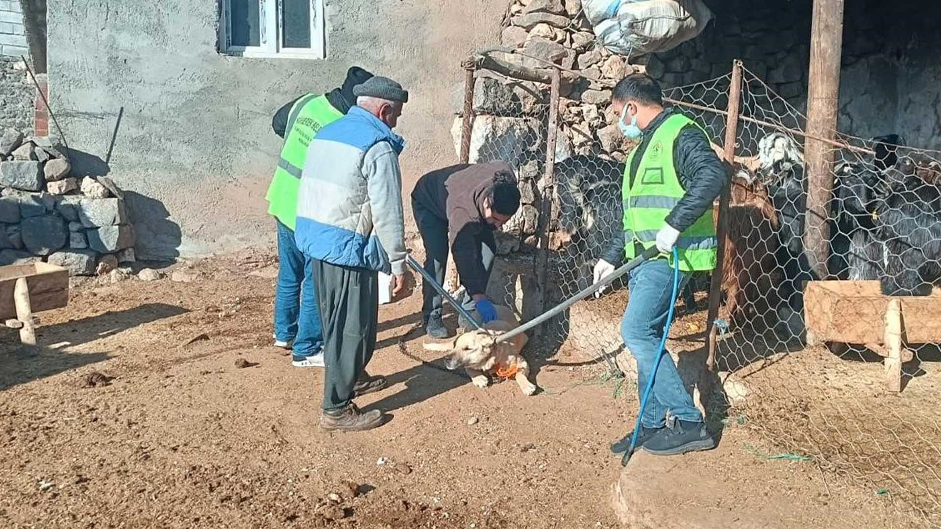 Diyarbakır’ın Komşu Ilçesinde Kuduz Alarmı 3 Kişi Yaralandı, Bölge Karantinaya Alındı 2