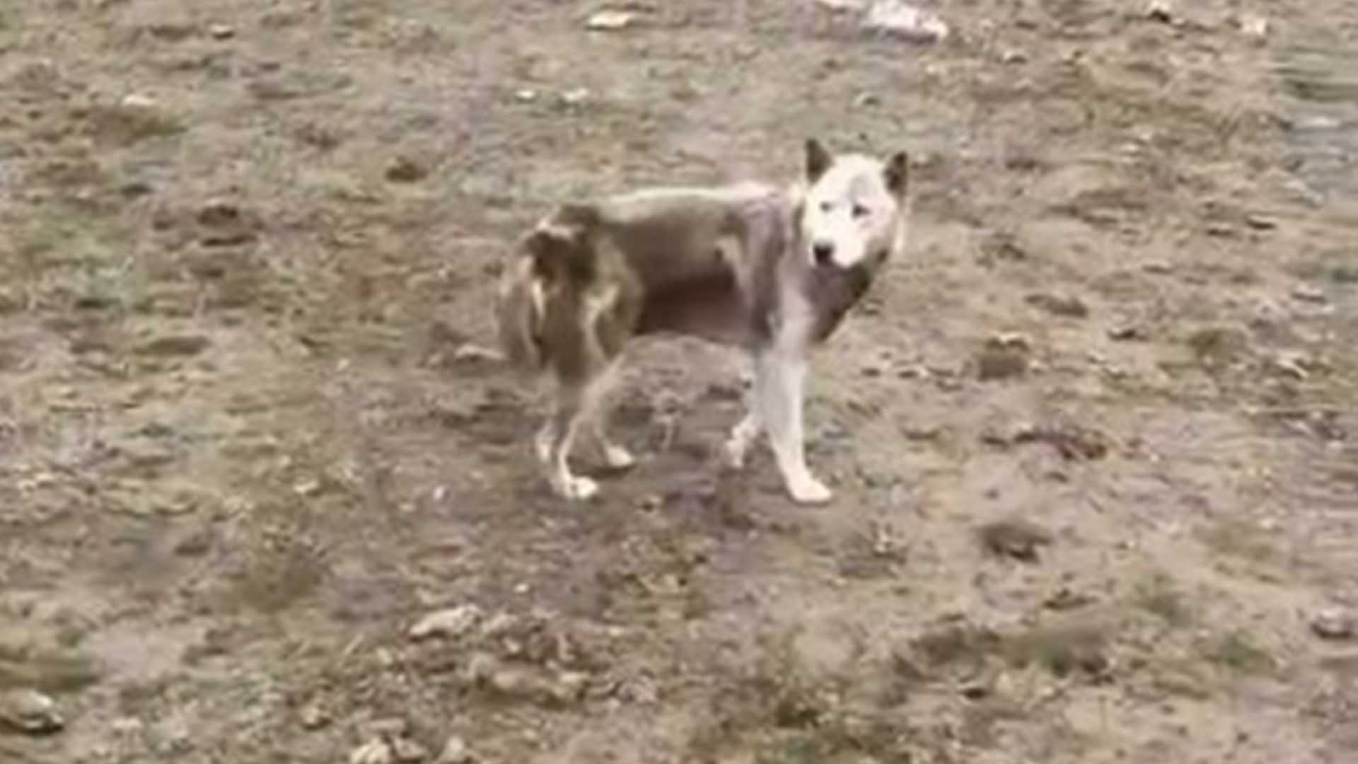 Şehre Inerek Kümes Hayvanlarını Telef Eden Sibirya Kurdu Yakalandı 1