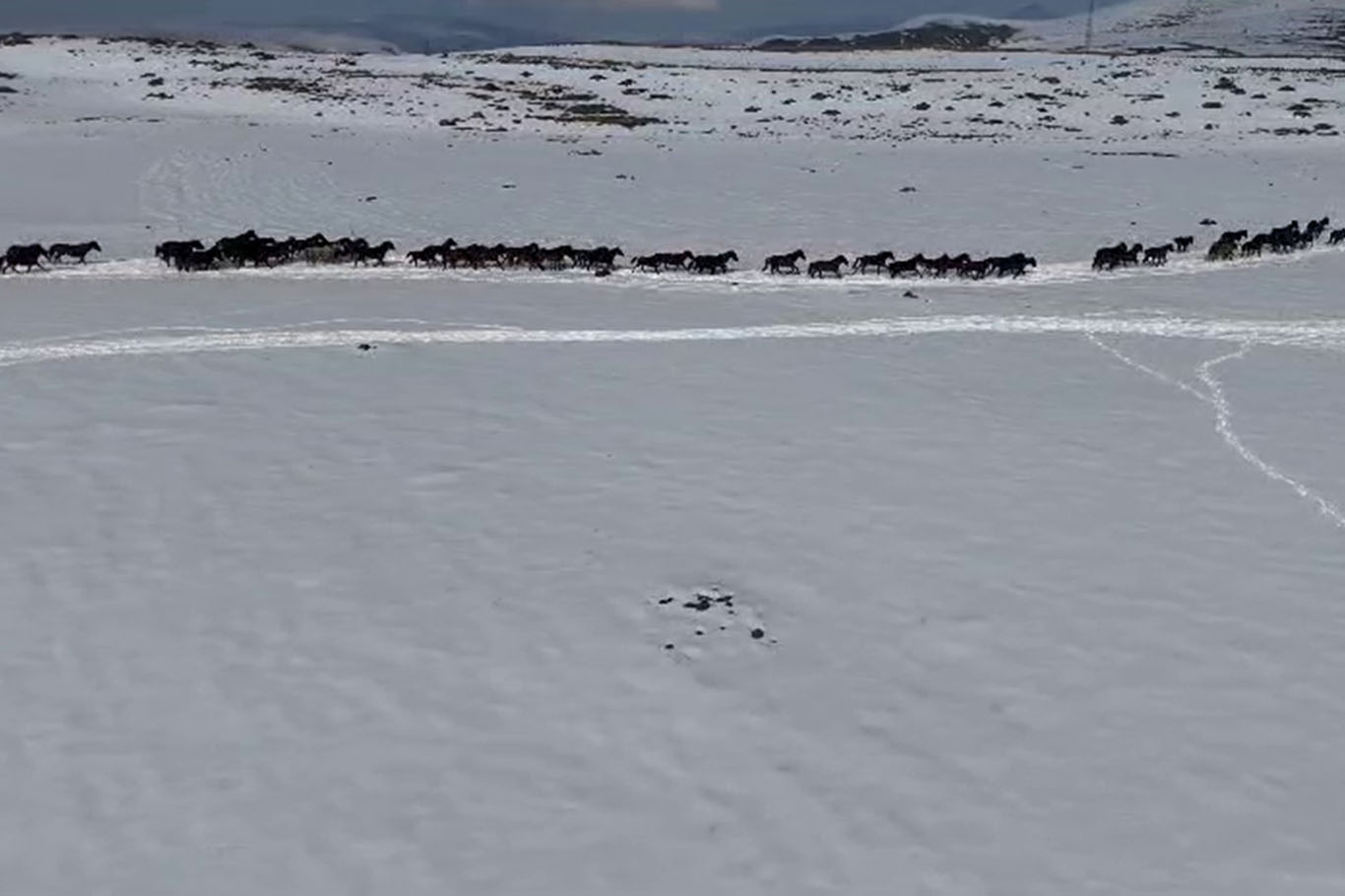 Yiyecek Bulamayan Yılkı Atları Köy Içlerine Kadar Inmeye Başladı 3