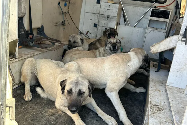 Adıyaman'da Başıboş Sokak Köpekleri Toplanıyor (2)