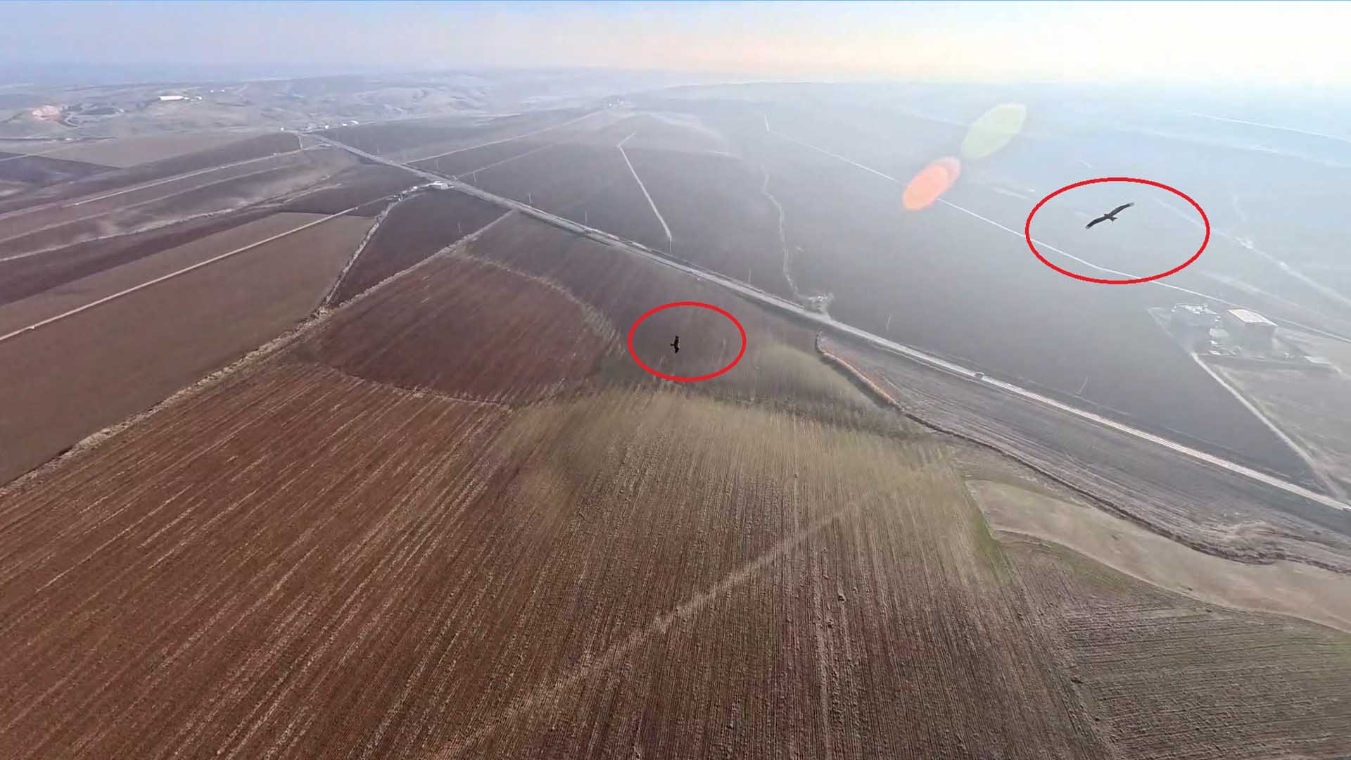 Bi̇smi̇l’de Şahi̇nleri̇n Uzun Süren Dronla Mücadelesi̇ Kamerada 5