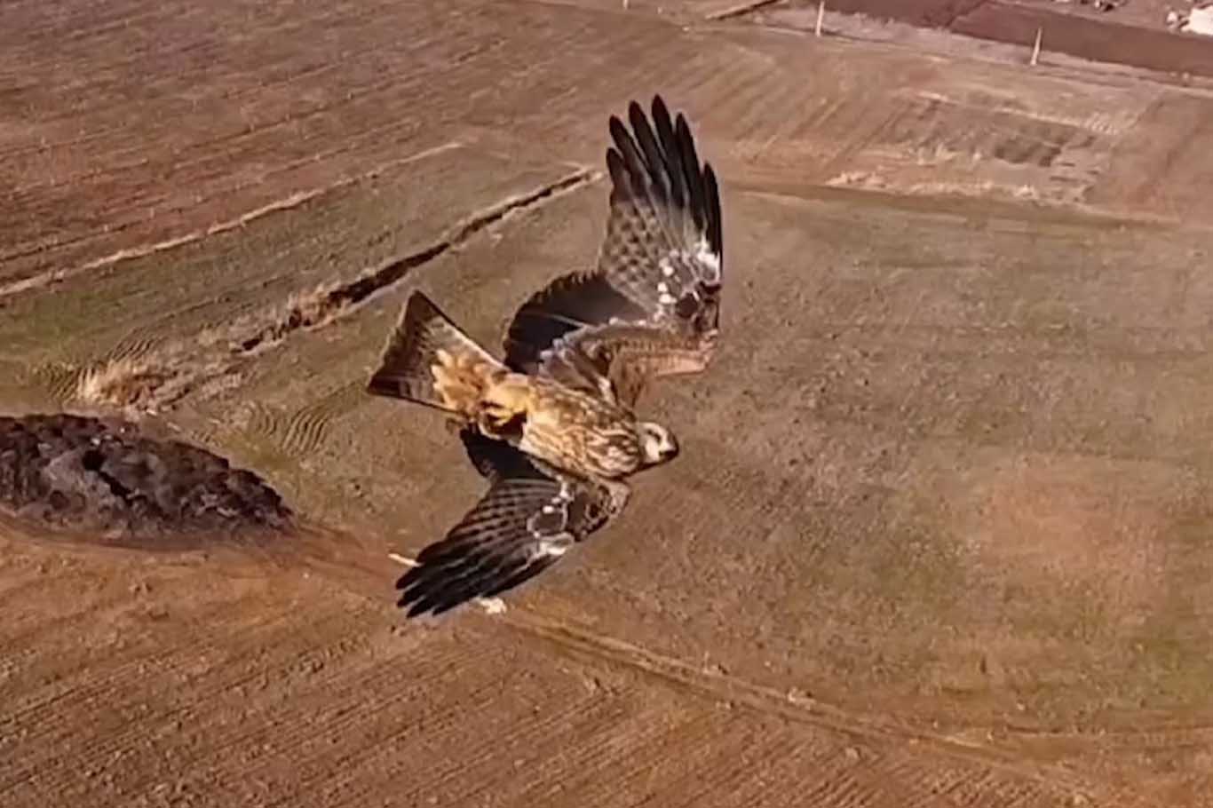 Bi̇smi̇l’de Şahi̇nleri̇n Uzun Süren Dronla Mücadelesi̇ Kamerada 7