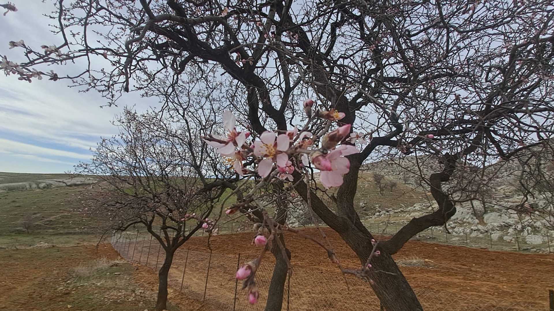 Diyarbakır'da Badem Ağaçları Çiçek Açtı 2