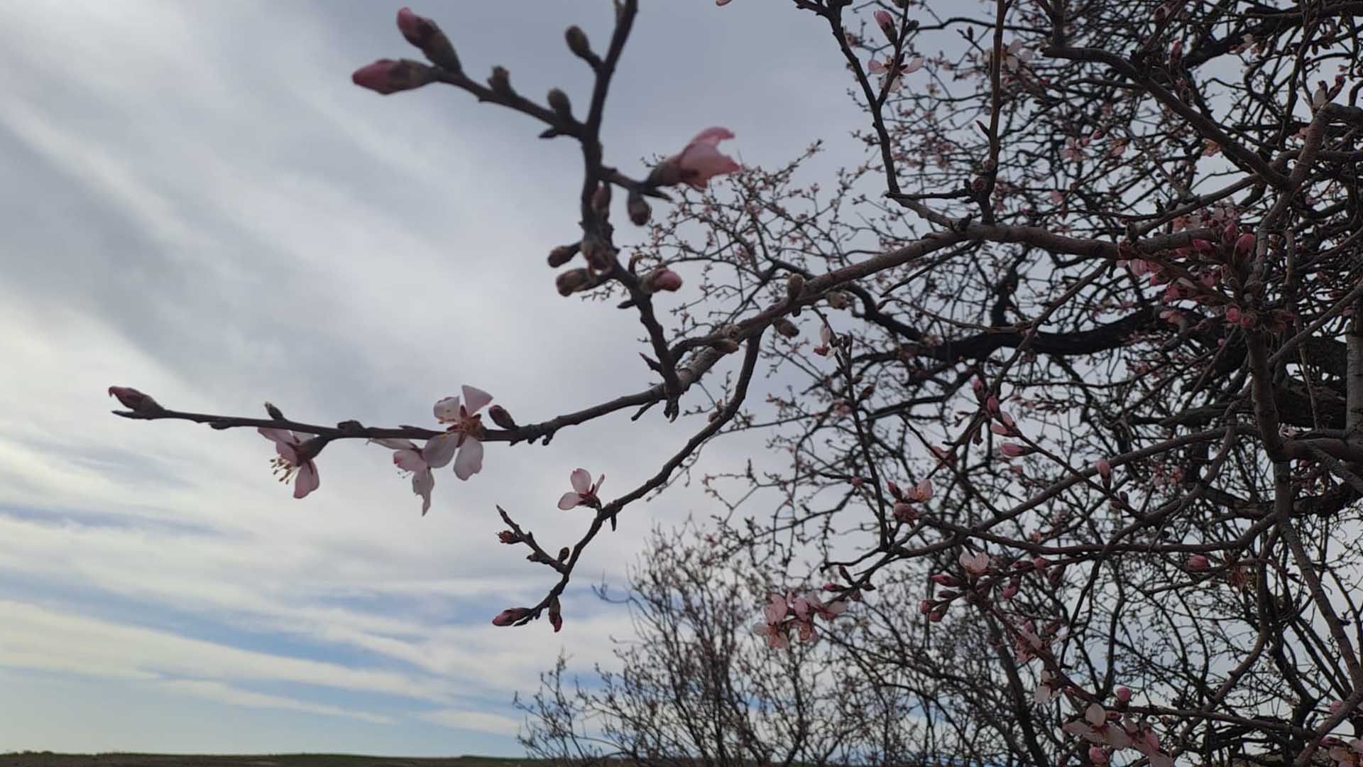 Diyarbakır'da Badem Ağaçları Çiçek Açtı 3