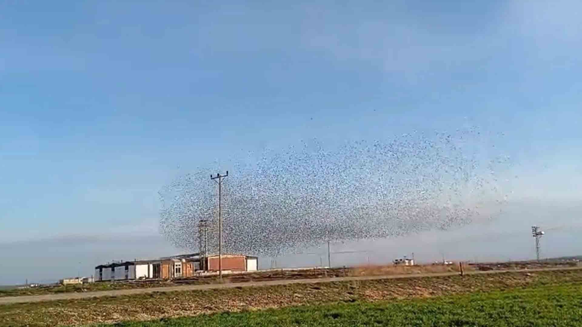 Diyarbakır'da Sığırcık Sürülerinin Dansı Kamerada 2