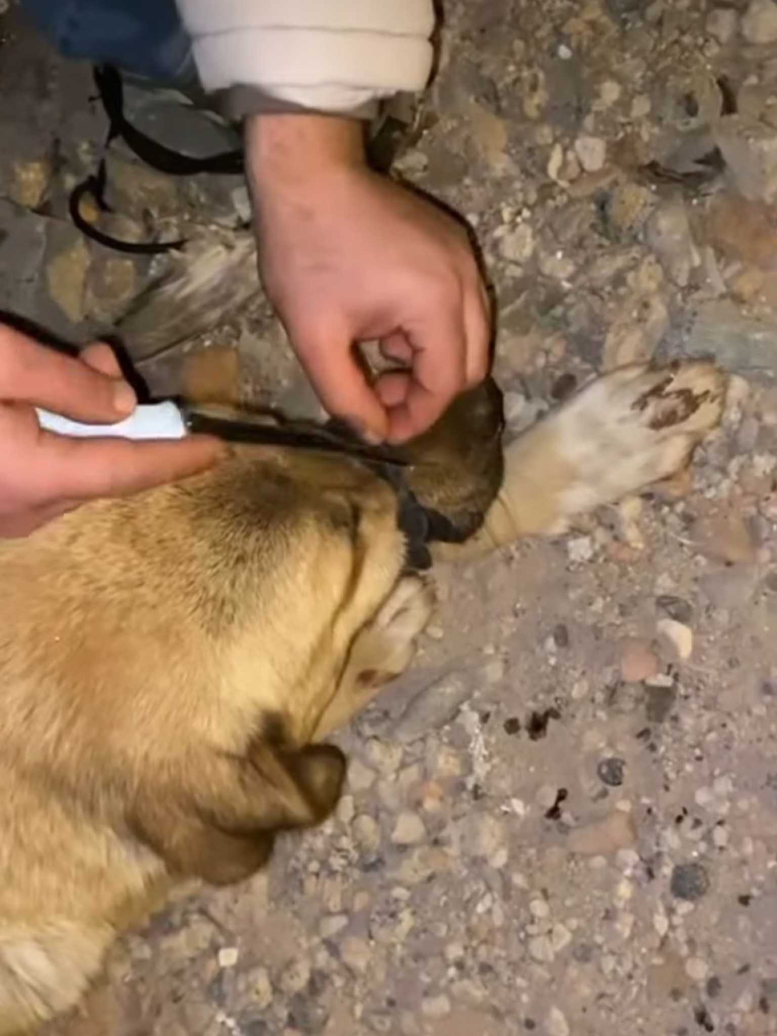 Diyarbakır’da Sokak Köpeğinin Ağzını Iple Bağladılar 1