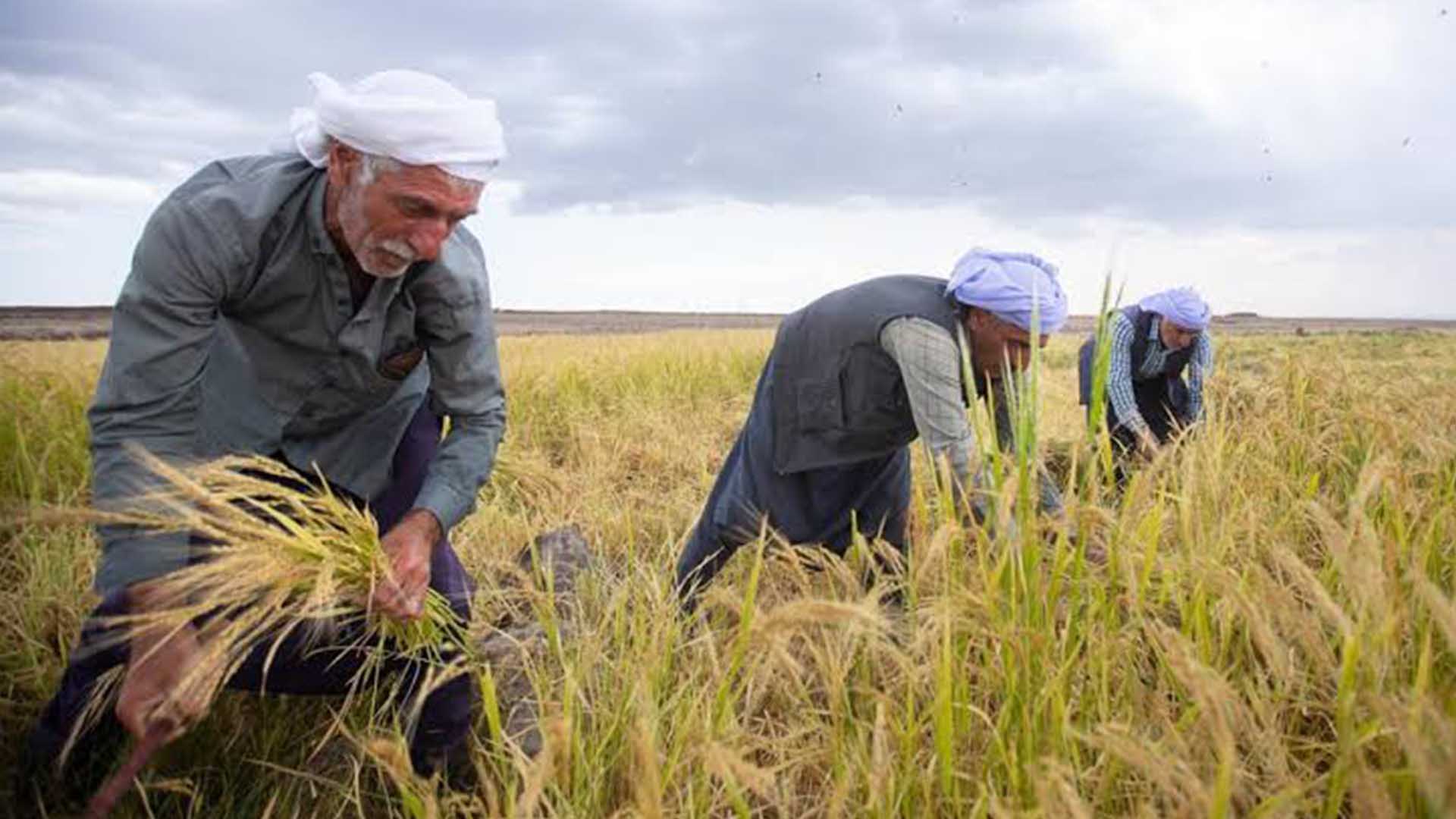 Diyarbakırlı Mühendis, Sağlık Için Karacadağ Pirincine Dikkat Çekti 1