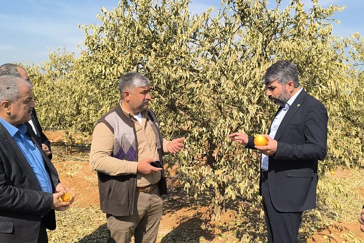 Mersin’de Don Felaketi Çiftçiler Destek Talep Ediyor (2)