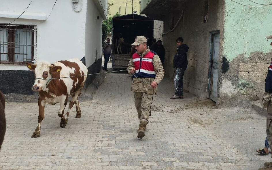 26 Baş Hayvan Arazide Bulundu Sahiplerine Teslim Edildi (1)