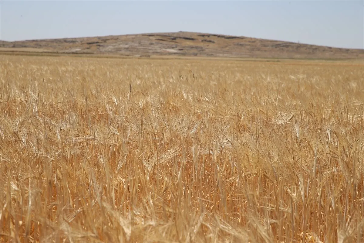 Adıyaman’da Arpa Hasadı Başladı Rekolte Beklentisi Geçen Yılın Gerisinde (1)-1