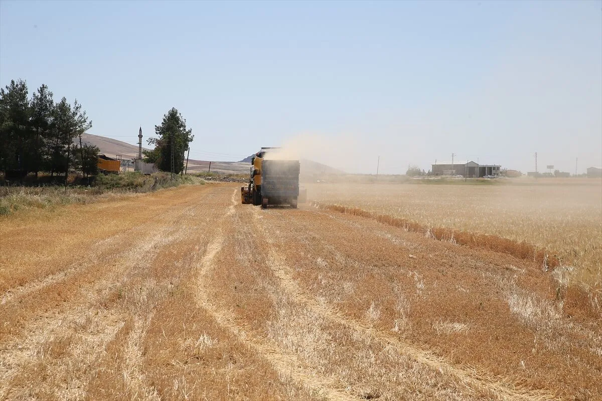 Adıyaman’da Arpa Hasadı Başladı Rekolte Beklentisi Geçen Yılın Gerisinde (2)