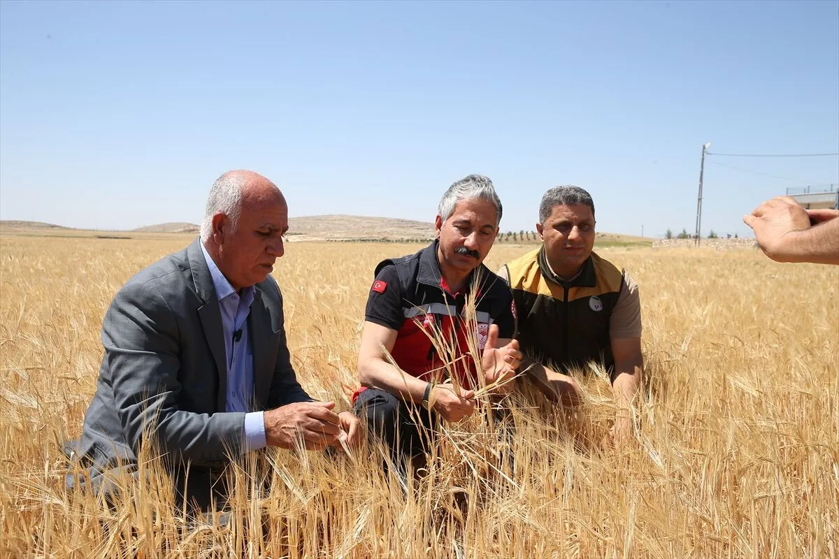 Adıyaman’da Arpa Hasadı Başladı Rekolte Beklentisi Geçen Yılın Gerisinde (3)