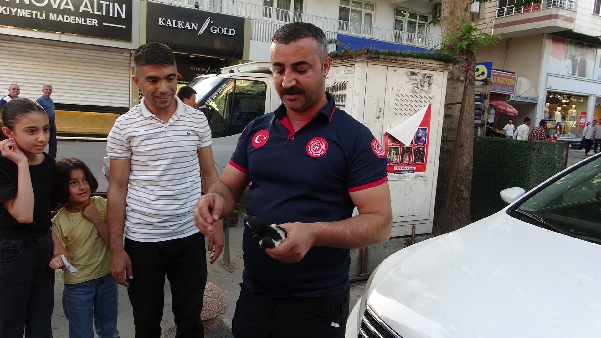 Ağaçtan Düşen Yavru Kargalar, Yuvalarına Bırakıldı 2