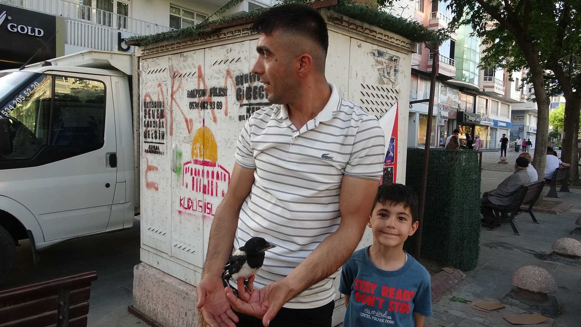 Ağaçtan Düşen Yavru Kargalar, Yuvalarına Bırakıldı 3