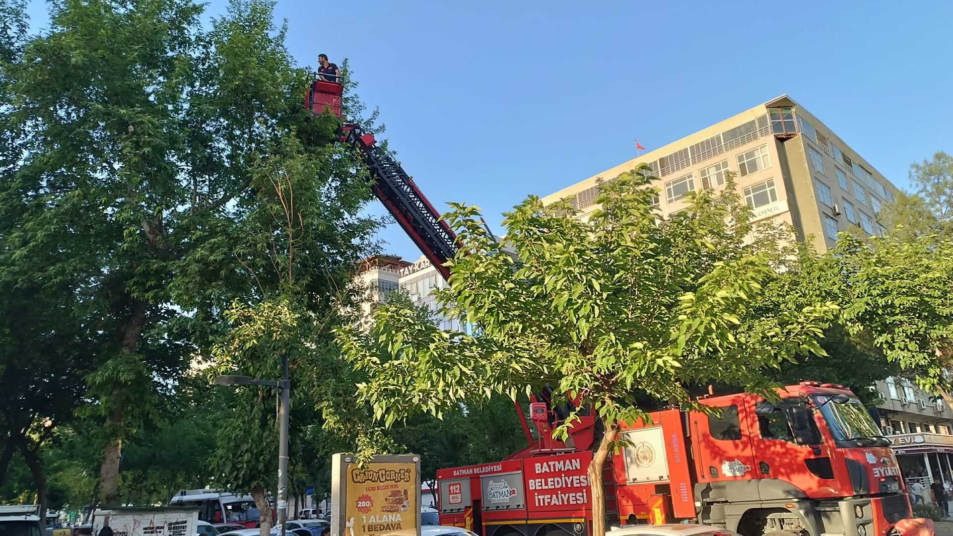 Ağaçtan Düşen Yavru Kargalar, Yuvalarına Bırakıldı 4